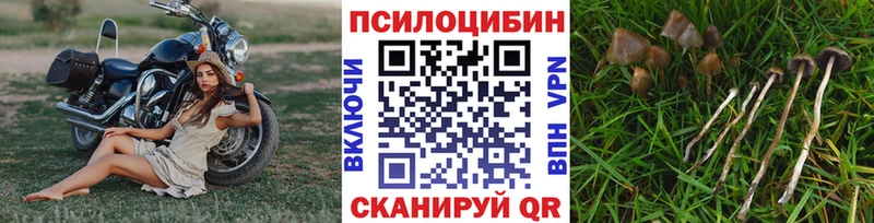 где купить наркоту  Починок  мориарти официальный сайт  Псилоцибиновые грибы мицелий 